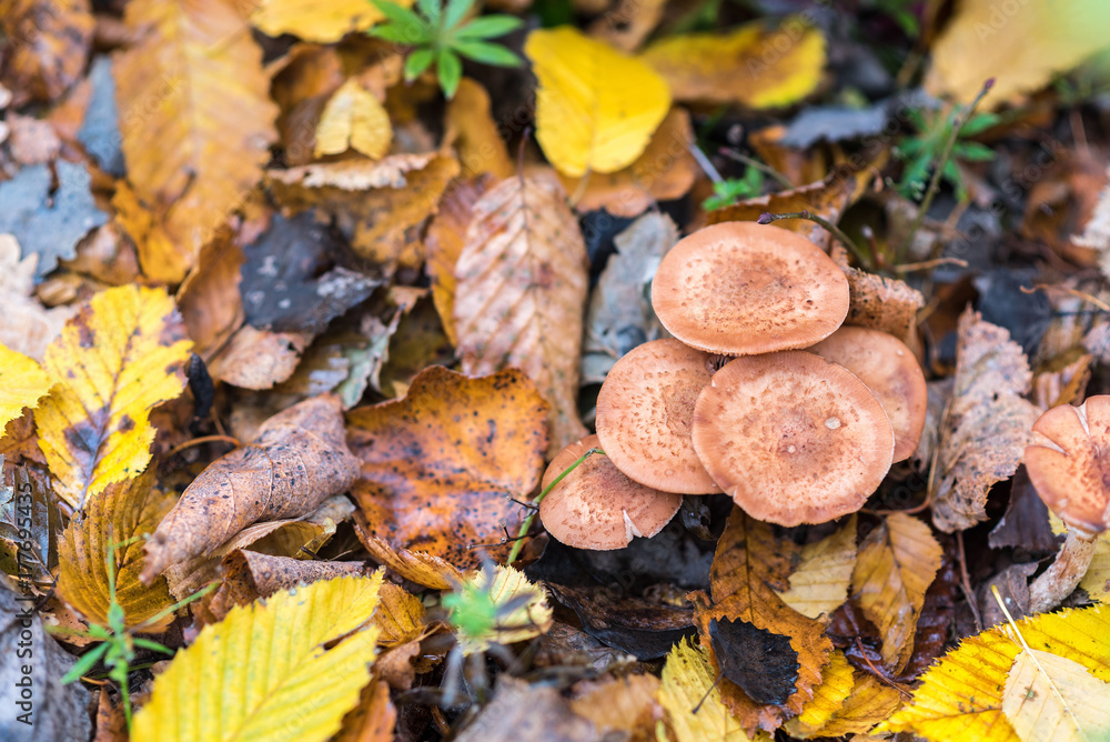 A handful of mushrooms Armillaria mellea, earth is covered with leaves, autumn