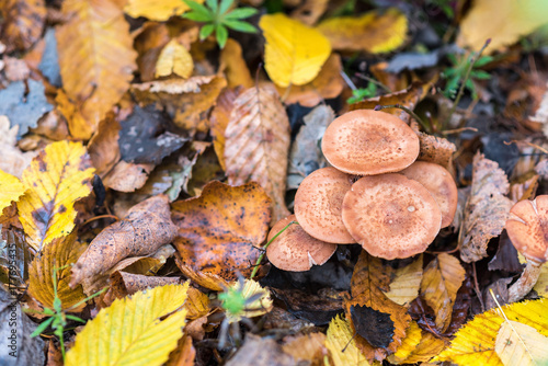 A handful of mushrooms Armillaria mellea, earth is covered with leaves, autumn