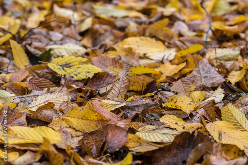 Earth is covered with colorful leaves of oak, hornbeam and other species of trees, autumn