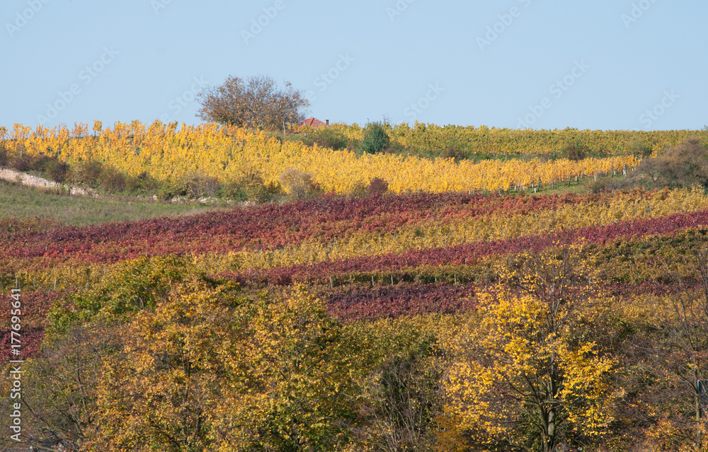 farbige weinfelder im herbst bei alzey