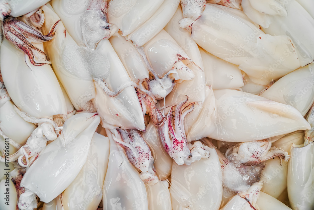 Fresh squid on ice Fresh squid on ice