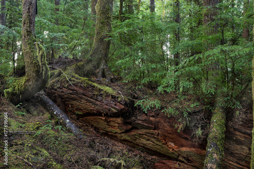 Young nurse log, Olympic National Forest near Forks, WA