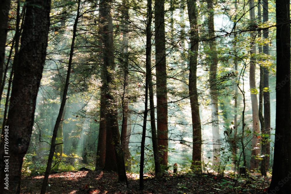 Sunrays Through Trees Sunrays Through Trees