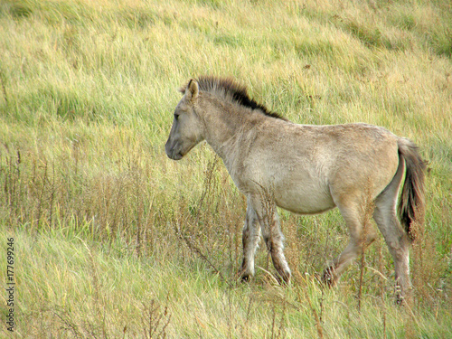 Wild horses in the steppe.