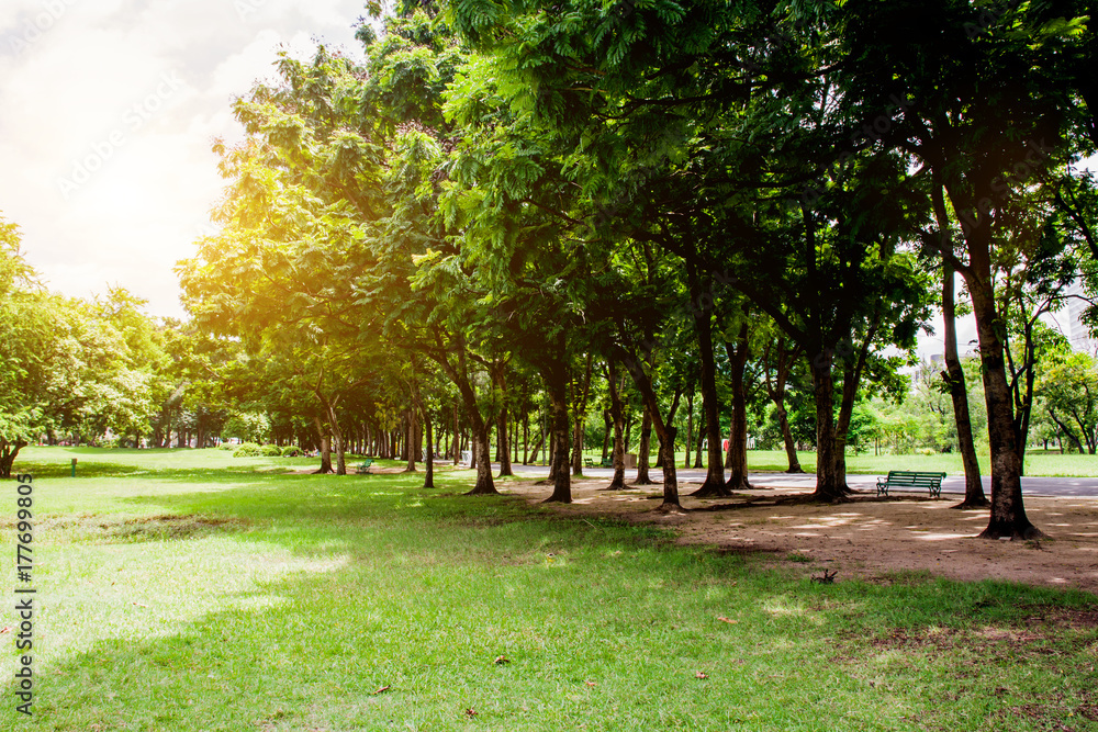 Green Park in Urban City at Sunset, excercise and relax. Natural green plants landscape. Green Park in Urban City at Sunset, excercise and relax. Natural green plants landscape.