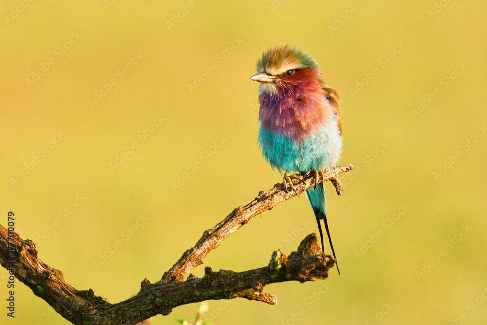 Fototapeta premium Lilac breasted roller