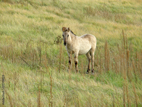 Wild horses in the steppe.