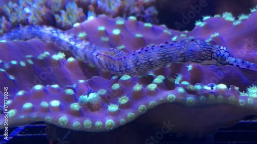 Blue seahorse lies uncoiled on a purple and green glowing reef with its big eyes moving around.   photo