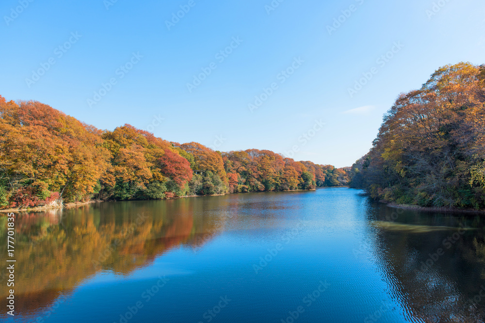 旬の紅葉を映す水面