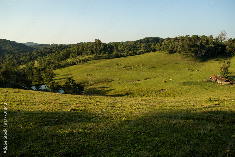 Rural scenne in Brazil. Farm background.