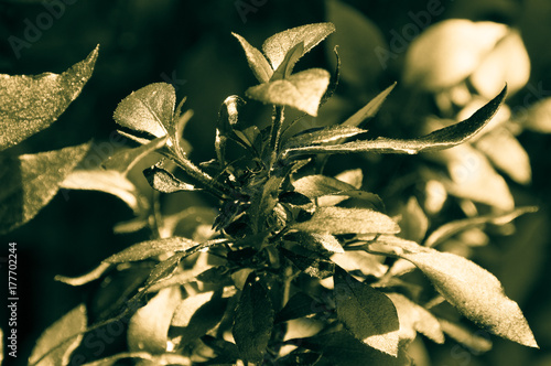 Leaves of Gold