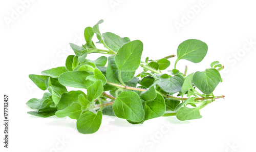 fresh oregano herb on white background