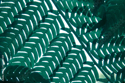 Light through a fern abstract