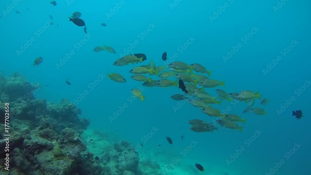 school of Bluestripe Snapper (Lutjanus kasmira) in blue water over coral reef, Indian Ocean, Maldives
school of Bluestripe Snapper (Lutjanus kasmira) in blue water over coral reef, Indian Ocean, Maldives
