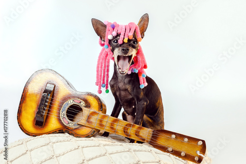 Toy Terrier. Dog is a music...