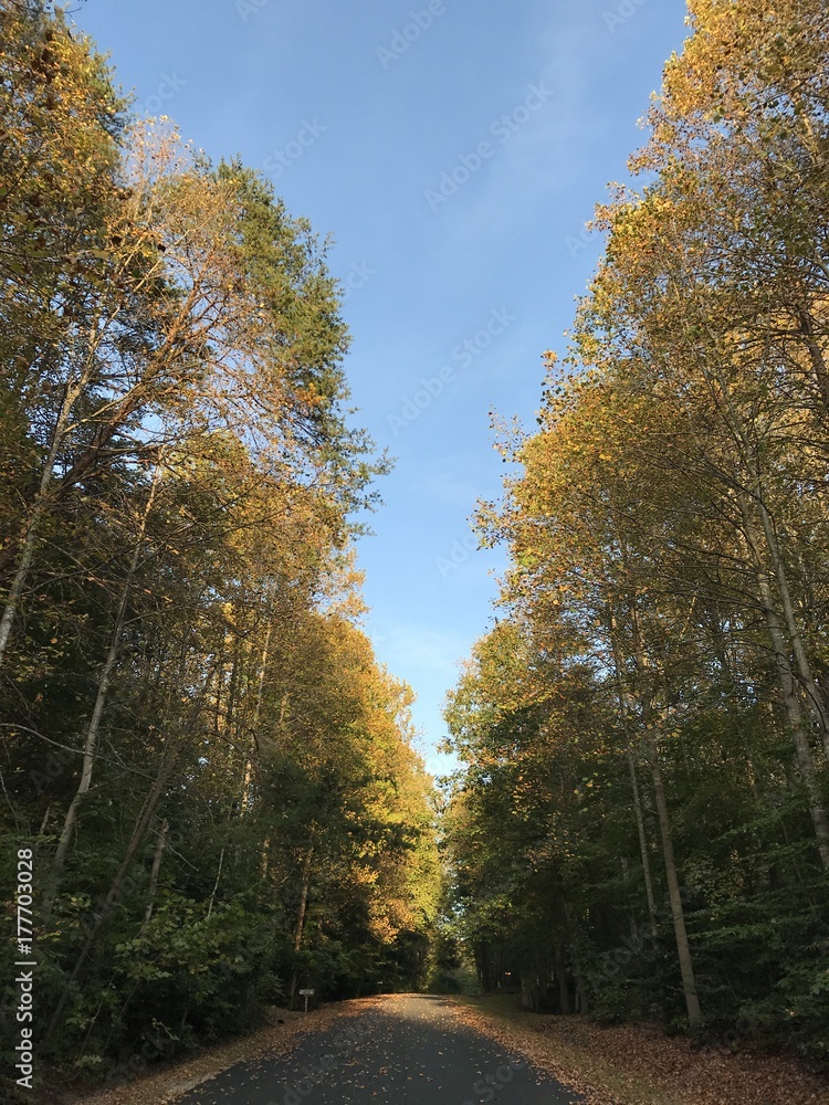 Naklejka premium Silverleaf