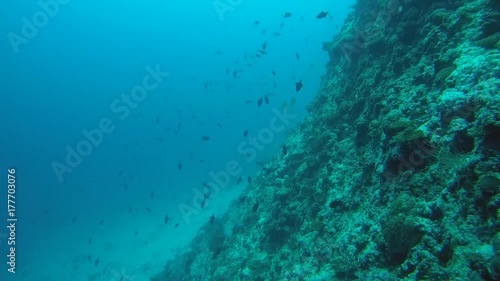 school of Red-toothed triggerfish (Odonus niger) swims near coral reef in blue water, Indian Ocean, Maldives
 photo