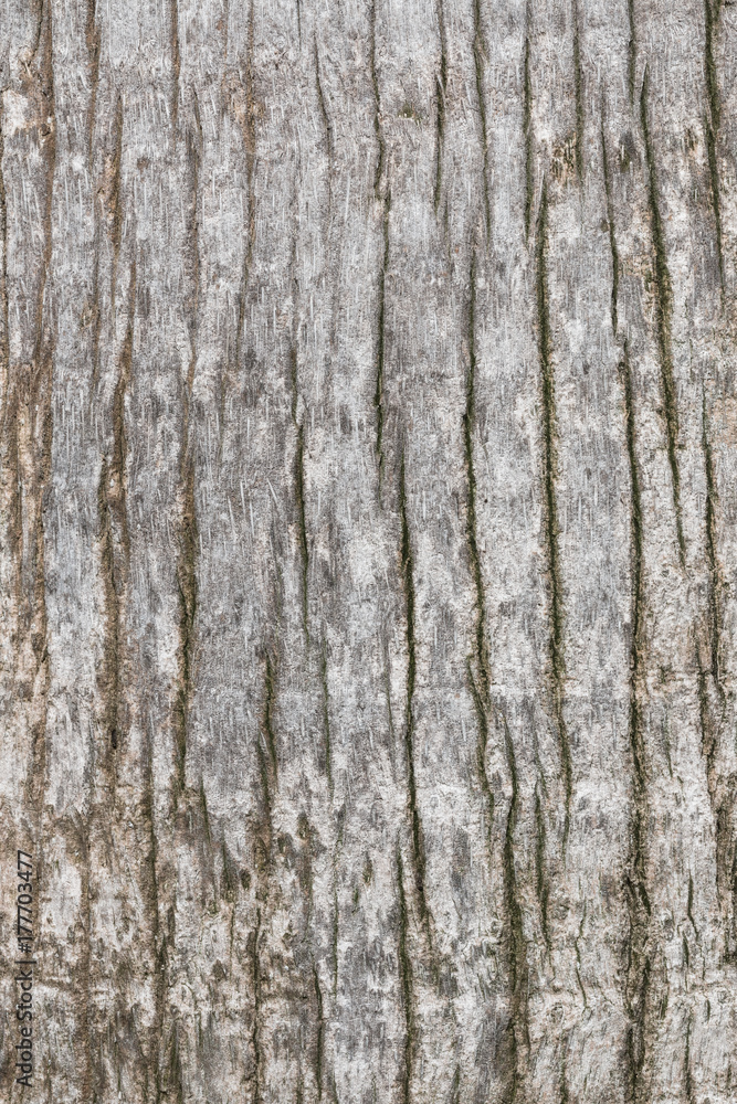 Texture of old and worn tree bark