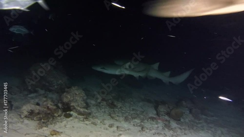 Tawny nurse sharks (Nebrius ferrugineus) swims in the night, Indian Ocean, Maldives
 photo