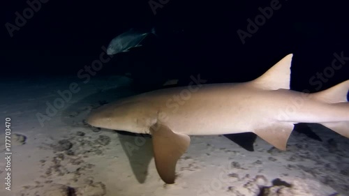 Tawny nurse sharks (Nebrius ferrugineus) swims in the night, Indian Ocean, Maldives
 photo