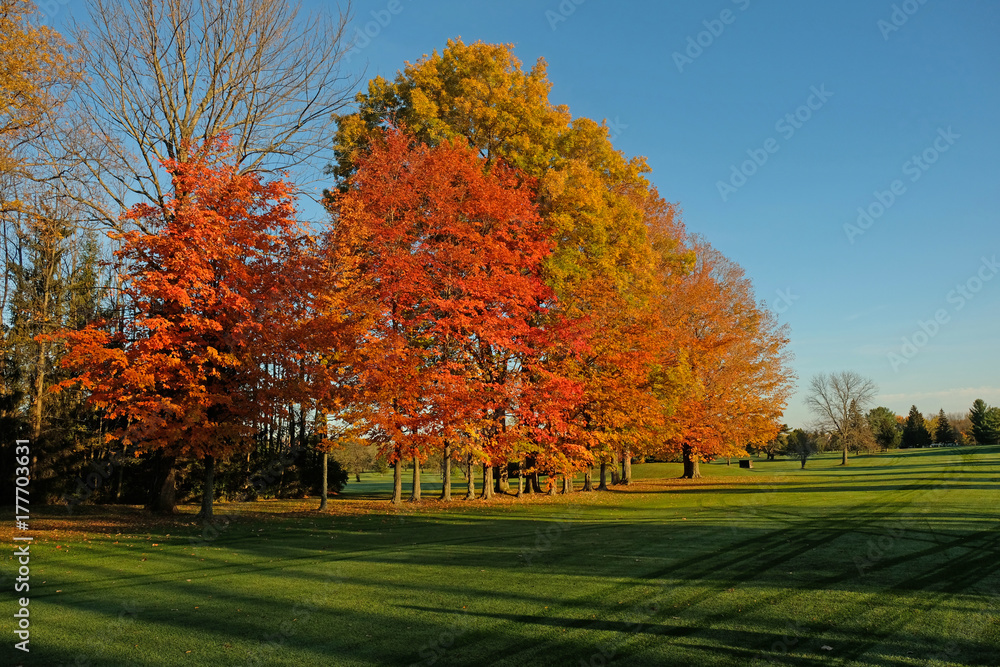 Row of trees displaying fall colors