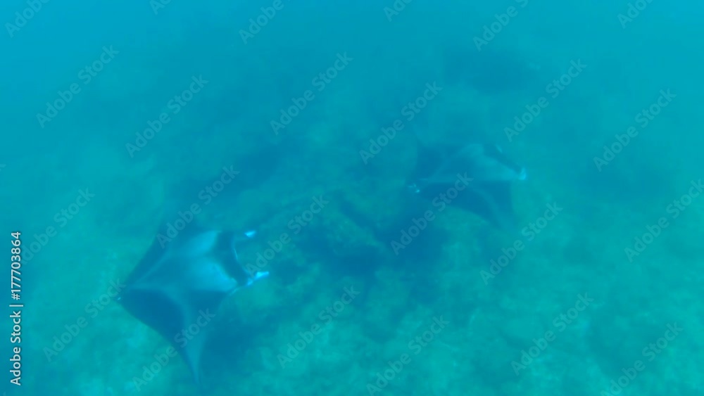 Giant Reef manta ray - Manta alfredi, Indian Ocean, Maldives
Giant Reef manta ray - Manta alfredi, Indian Ocean, Maldives