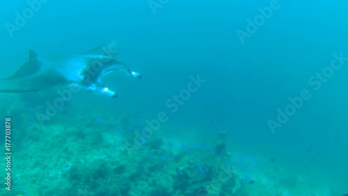 Wallpaper Mural Giant Reef manta ray - Manta alfredi damaged, with traces of teeth of a shark, Indian Ocean, Maldives
 Torontodigital.ca