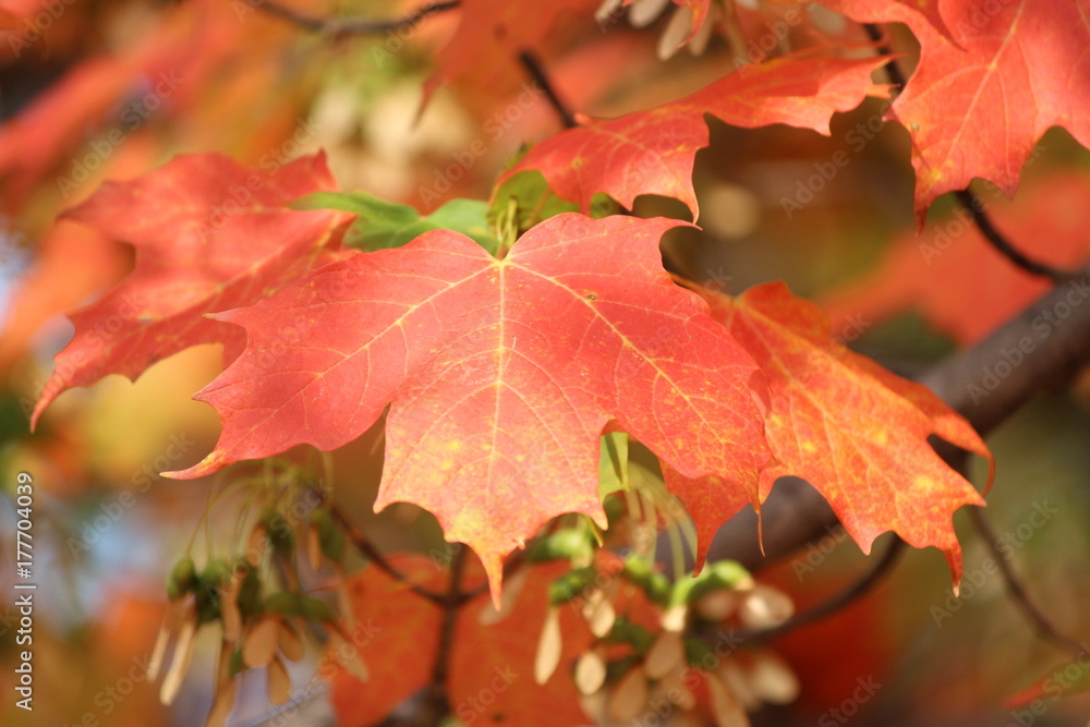 Fall leaves Fall leaves
