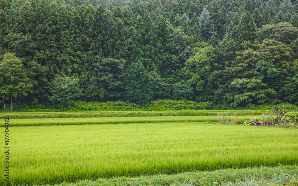 Obraz premium 山村の水田