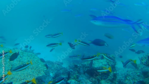 school of two-spot banded snapper - Lutjanus biguttatus in blue water, Indian Ocean, Maldives 
 photo