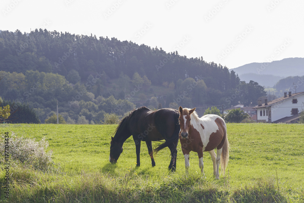 Two beautiful horses grazing on a green meadow. Two beautiful horses grazing on a green meadow.