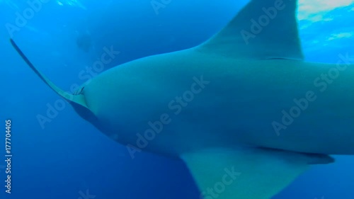 Tawny nurse sharks - Nebrius ferrugineus swims in the blue water, Indian Ocean, Maldives
 photo