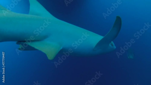 Tawny nurse sharks - Nebrius ferrugineus swims in the blue water, Indian Ocean, Maldives
 photo