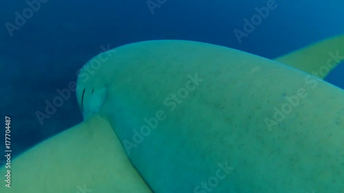 Tawny nurse sharks - Nebrius ferrugineus swims in the blue water, Indian Ocean, Maldives
 photo