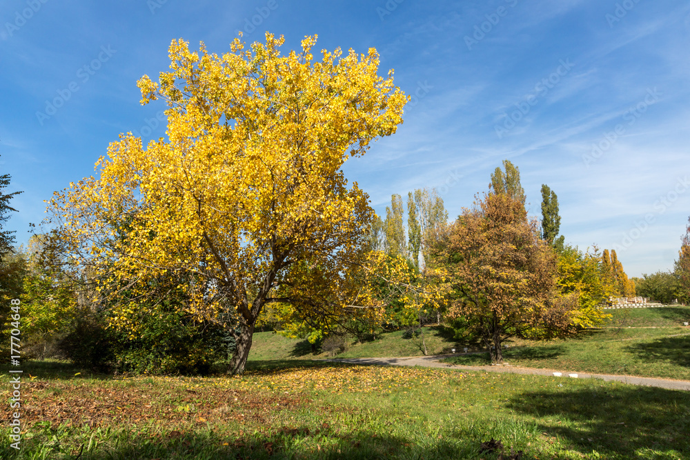 Naklejka premium Amazing Autumn landscape with Yellow trees in South Park in city of Sofia, Bulgaria