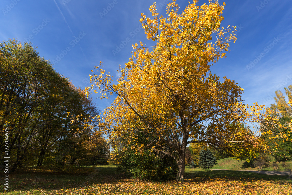 Fototapeta premium Amazing Autumn landscape with Yellow trees in South Park in city of Sofia, Bulgaria