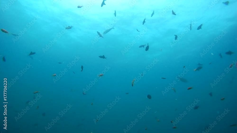school of tropical fish swims on the blue water, Indian Ocean, Maldive
school of tropical fish swims on the blue water, Indian Ocean, Maldive