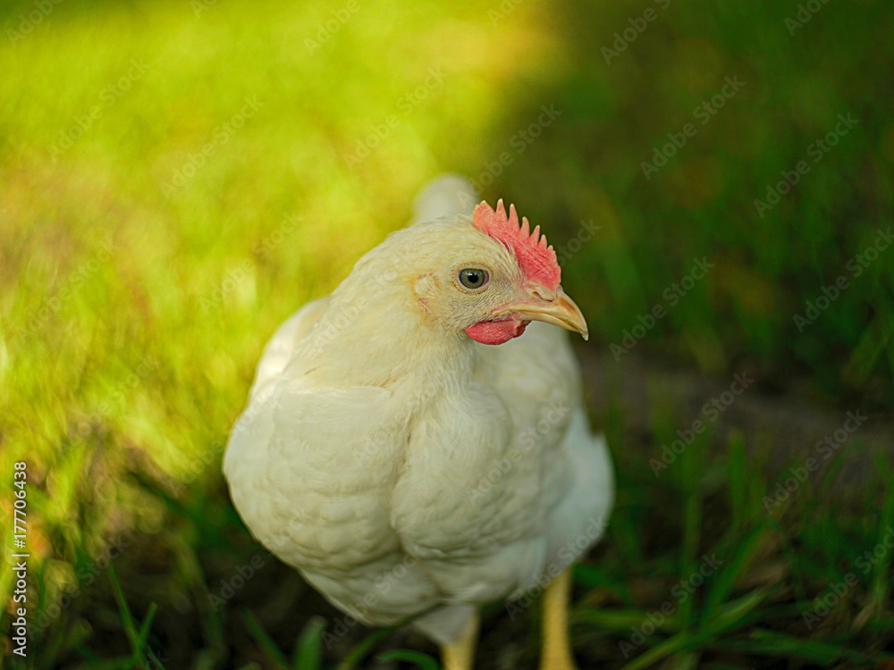 Abstract Hen