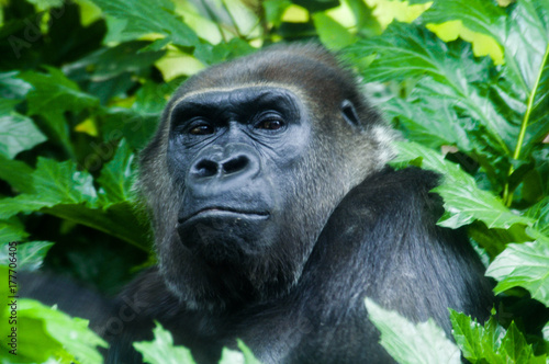 Gorilla © Scott