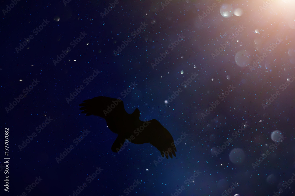 Black silhouette of a hawk on a blue background