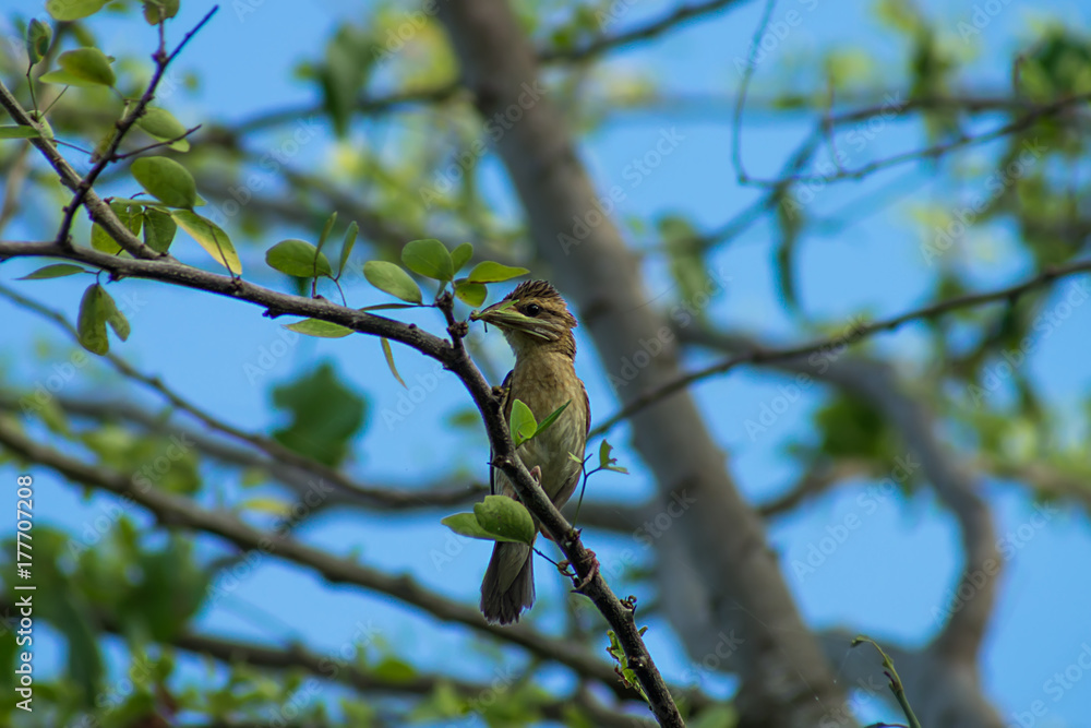 Small one bird on branch with blue sky. Small one bird on branch with blue sky.