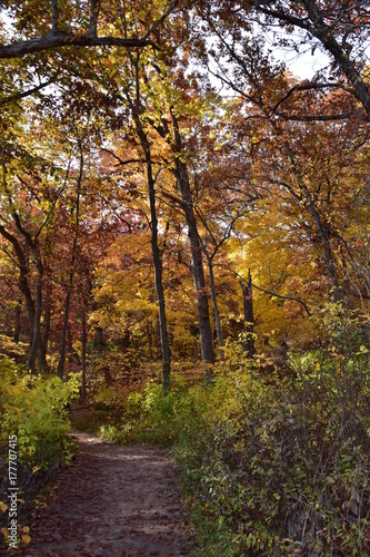 Fall path © Bonnie