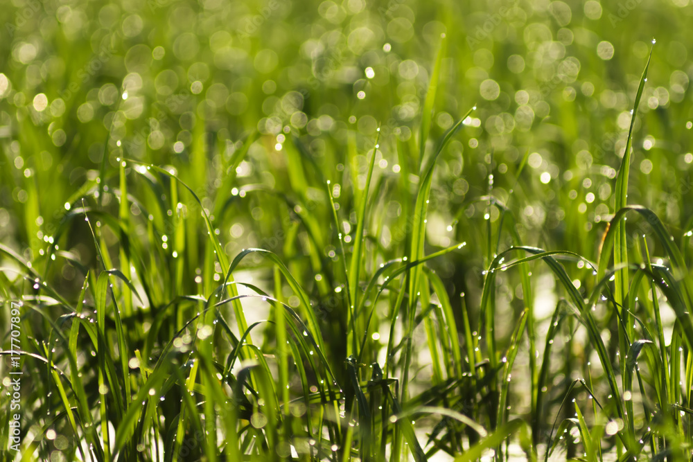 Rice plant and water droplet with light bokeh Rice plant and water droplet with light bokeh