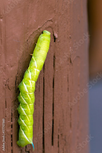 This big green Caterpillar with a blue horn is the larva of a Sphinx Moth, photographed in Santa Fe, New Mexico, USA