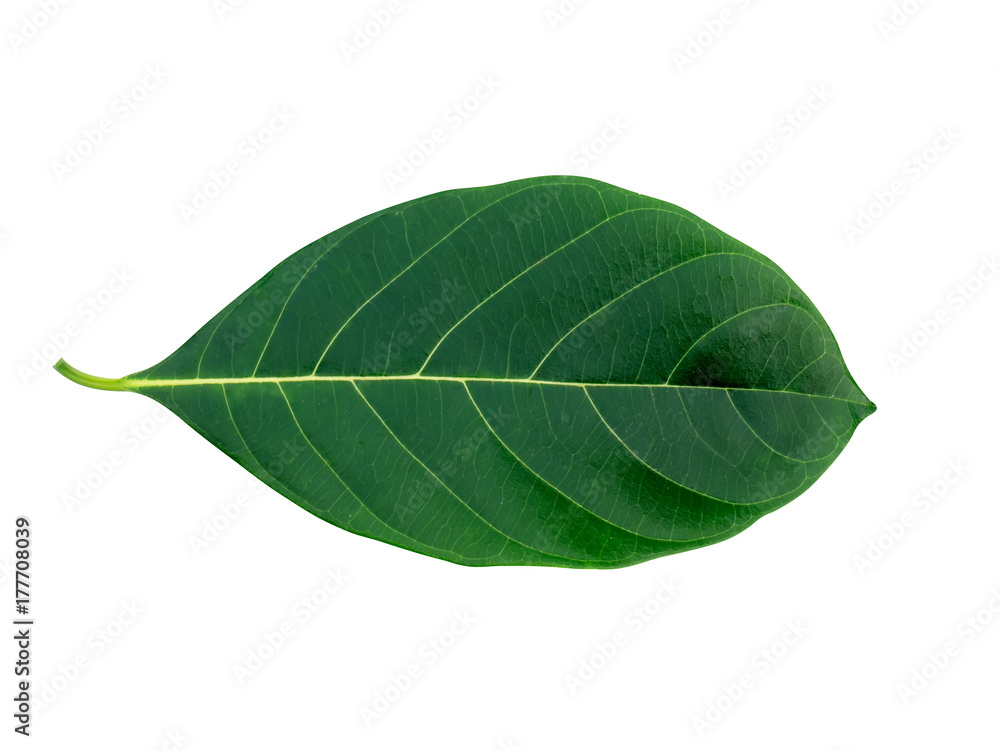 jackfruit leaf on white background. jackfruit leaf on white background.