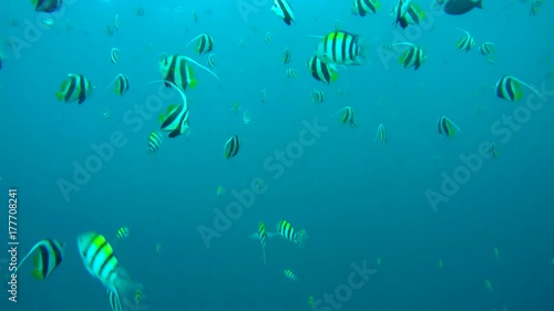 Large school of Schooling bannerfish - Heniochus diphreutes in the blue water, Indian Ocean, Maldives
 photo