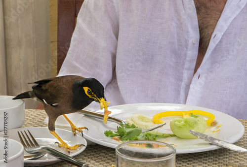Common myna is eating an amlet from a tourist's plate in cafe photo