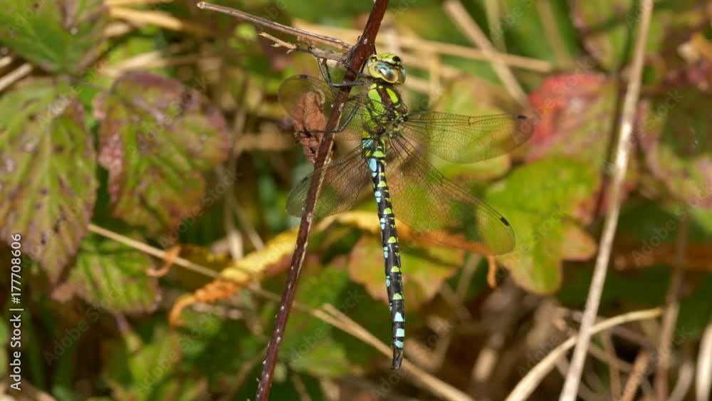 Southern hawker (Aeshna cyanea) in autumn leaves Southern hawker (Aeshna cyanea) in autumn leaves