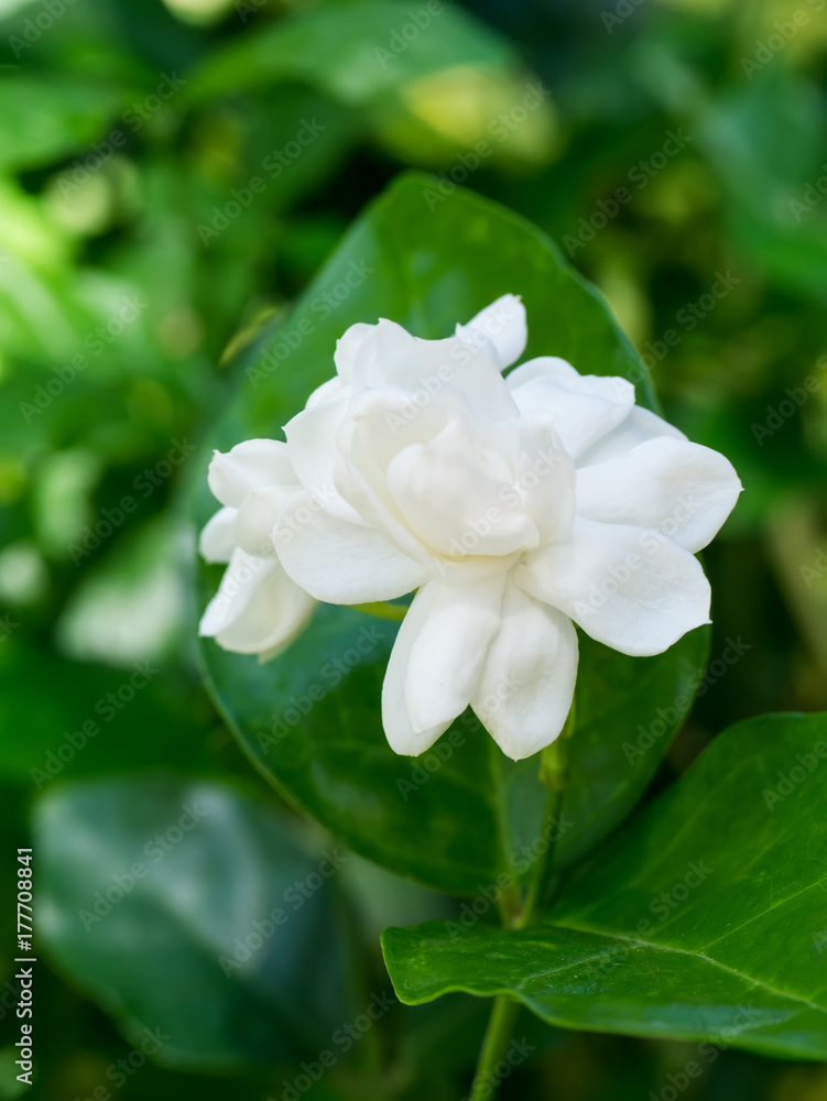 White of jasmine flower. White of jasmine flower.