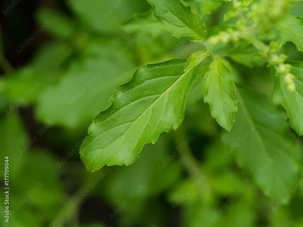 Green leaf of Holy basil. Green leaf of Holy basil.